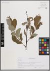 Foto von Salix caprea L.